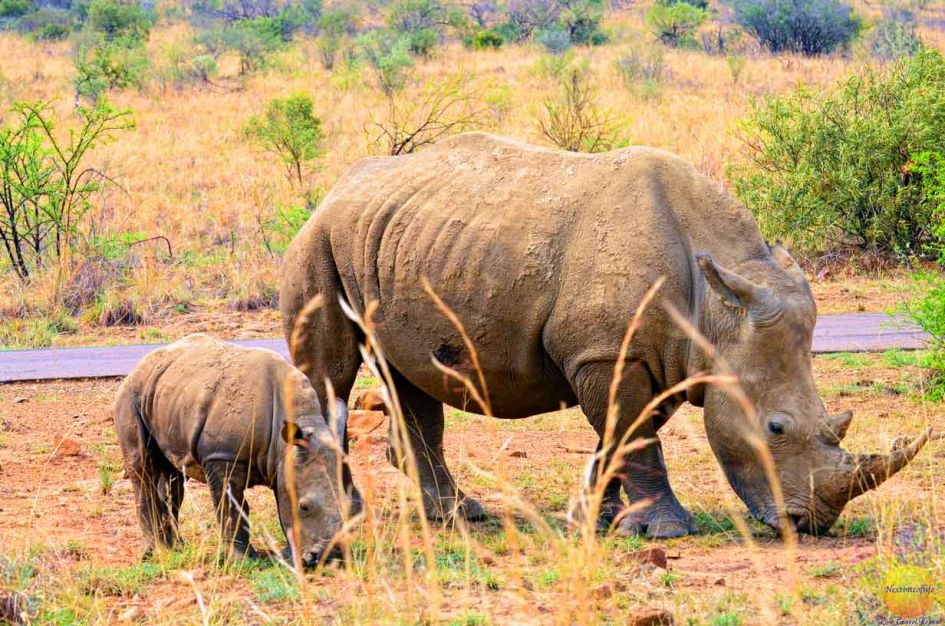 mother and baby rhino grazing pilanesberg