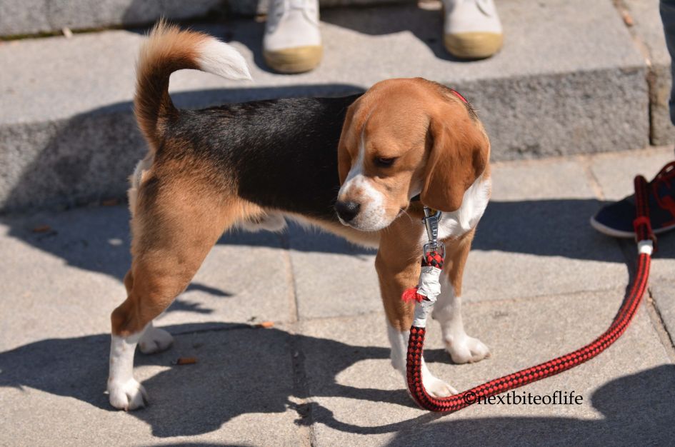 beagle at el retiro park madrid