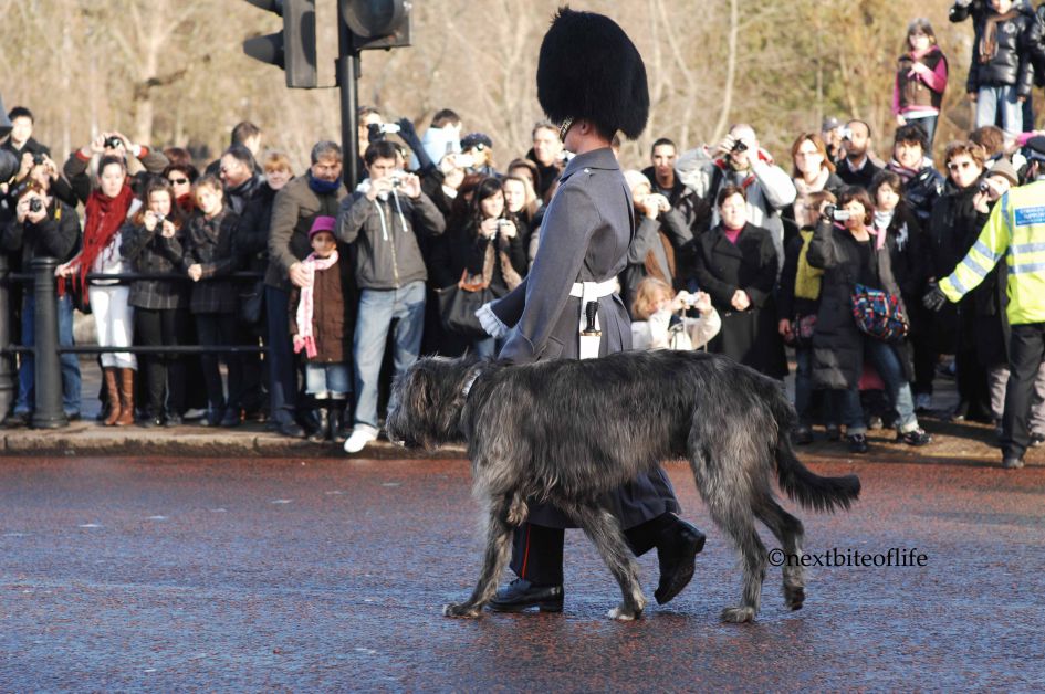 Irish wolfhound at changing of the guard London