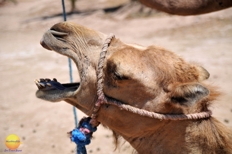 camel with open mouth Marrakech