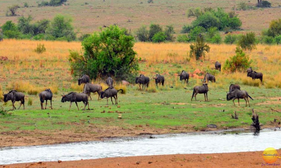 pilanesberg wildebeest herd