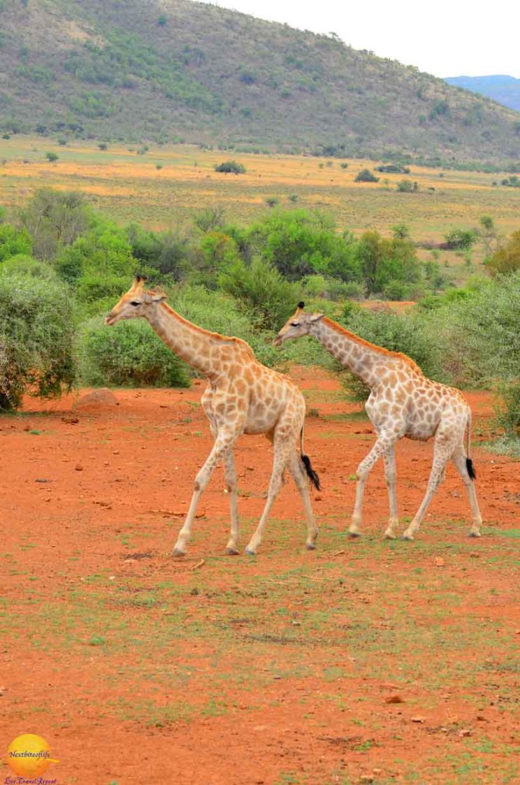 giraffe pilanesberg park
