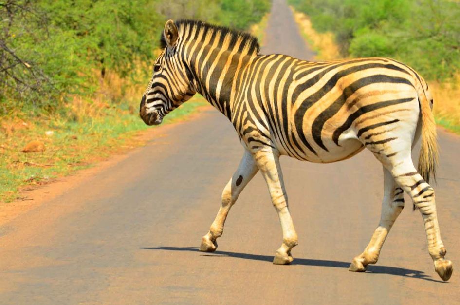 pilanesberg park lone zebra