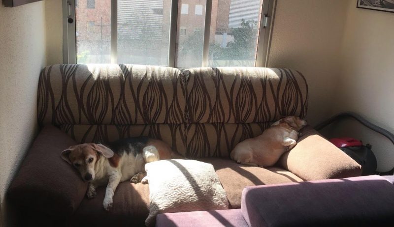 Tales From The Spanish Lockdown 5 two dogs on couch opposite ends in tales from the Spain lockdown